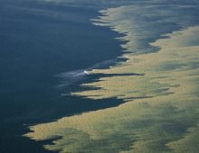 Streaks of so-called blue-green algae (cyanobacteria) have formed north of Zingst in the Baltic Sea. Photo: Philip Dulian/dpa