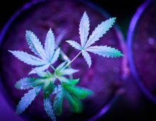 A cannabis plant. Source: Siim Lõvi /ERR